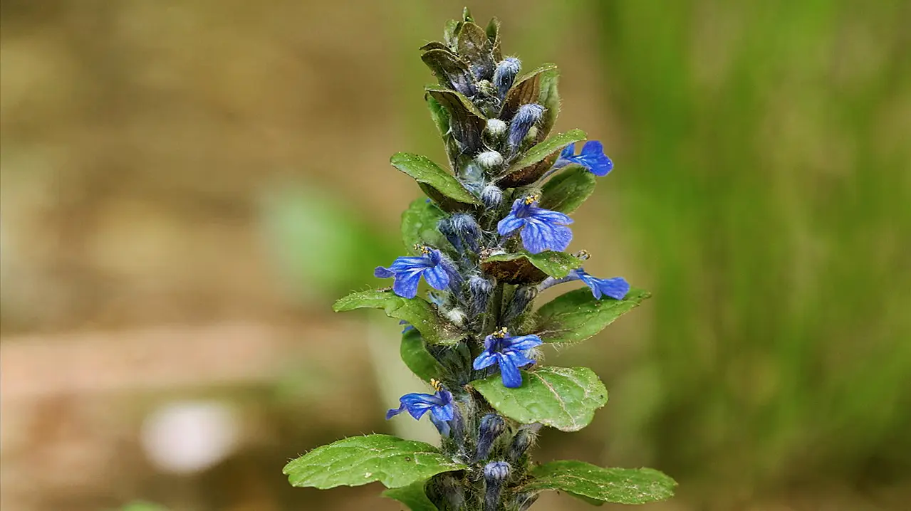 Билката на младостта - Ajuga turkestanica