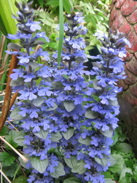 Туркестерон от Узбекистан. Защо това е единственият автентичен източник?